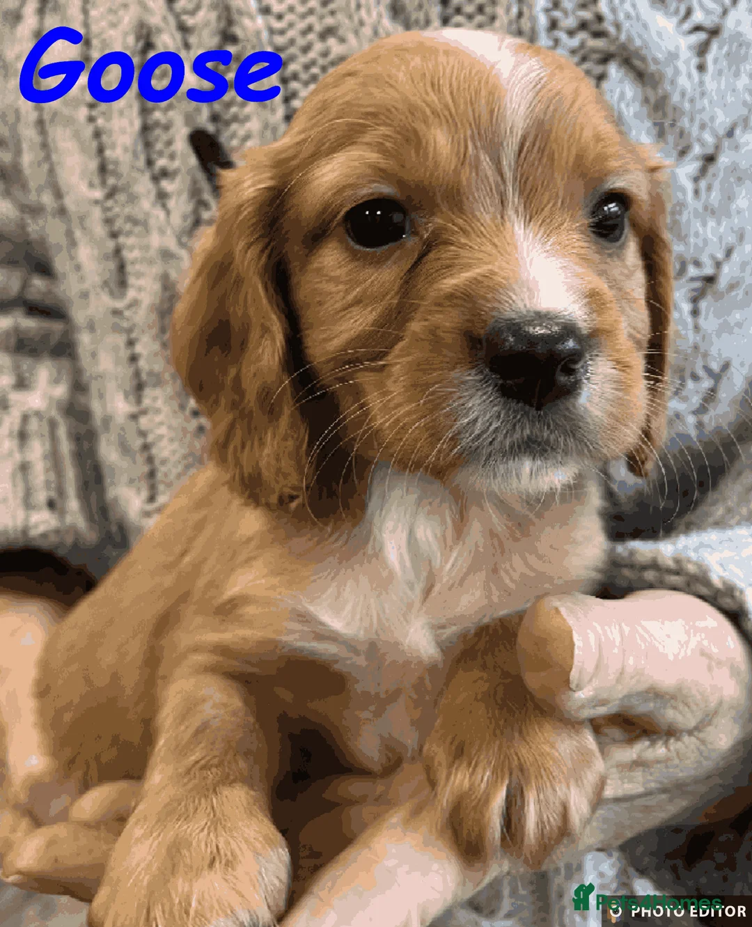 Cockalier dogs for sale: Adorable Cockalier Puppies - Advert 20