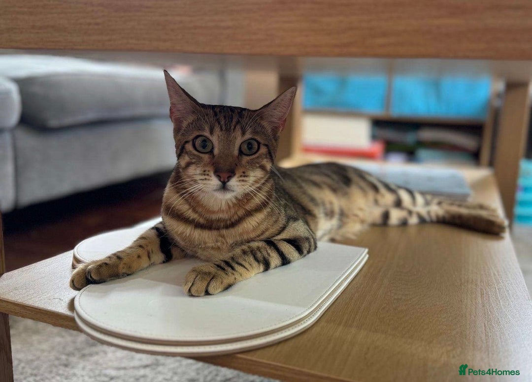 Bengal cats for sale: Beautiful Bengal Mix Kittens - Advert 2