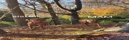 Hungarian Vizsla dogs for sale: Hungarian vizsla KC puppies for sale in Peterlee - Advert 13