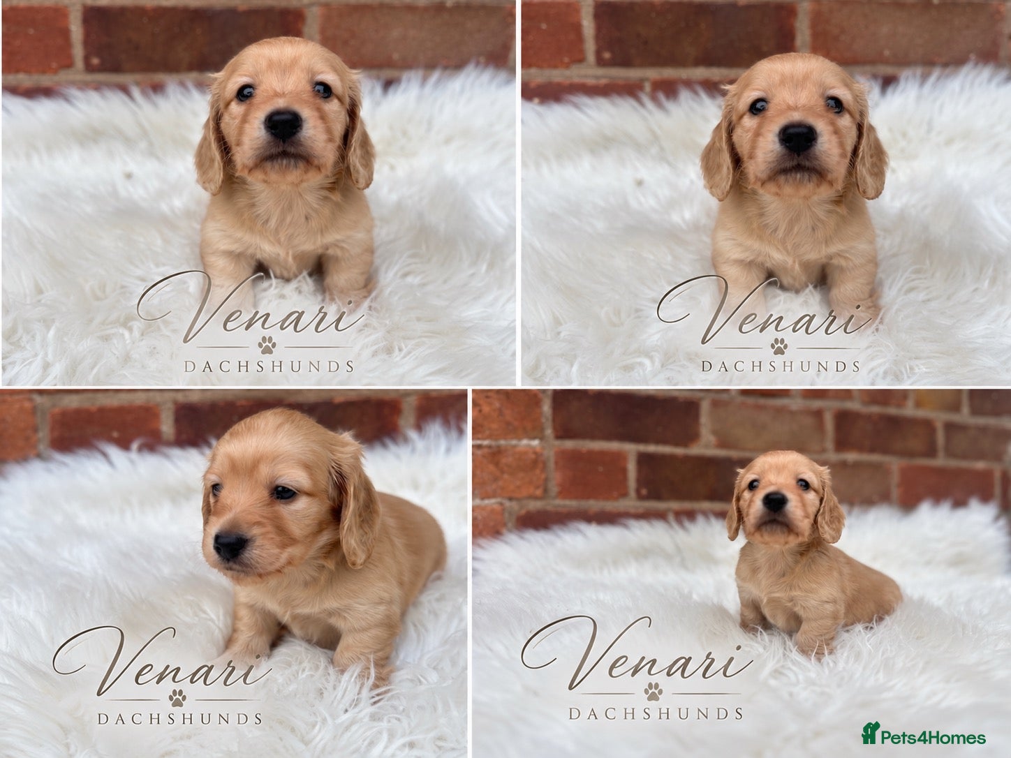 Miniature Dachshund dogs for sale: Beautiful cream mini longs, IVDD Screened parents  - Advert 2