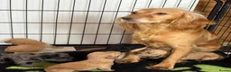 Cockapoo dogs for sale: Stunning F1 cockapoo puppies PRA FN clear in Stourport-on-Severn - Advert 14