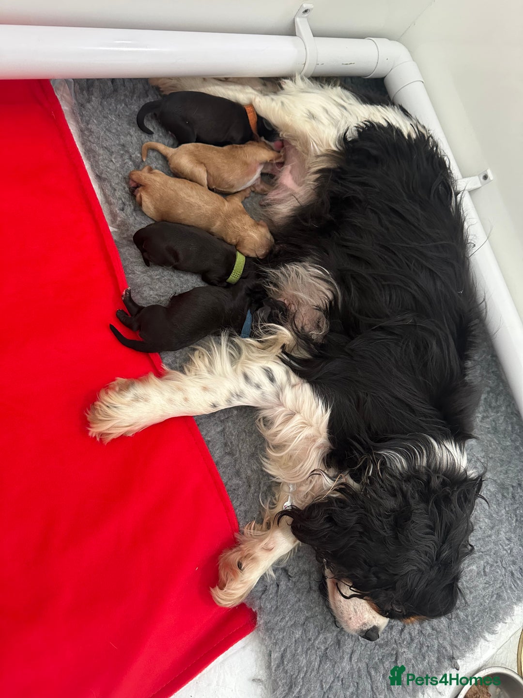 Cavapoo dogs for sale: F1 cavapoo puppies heath tested  - Image 9