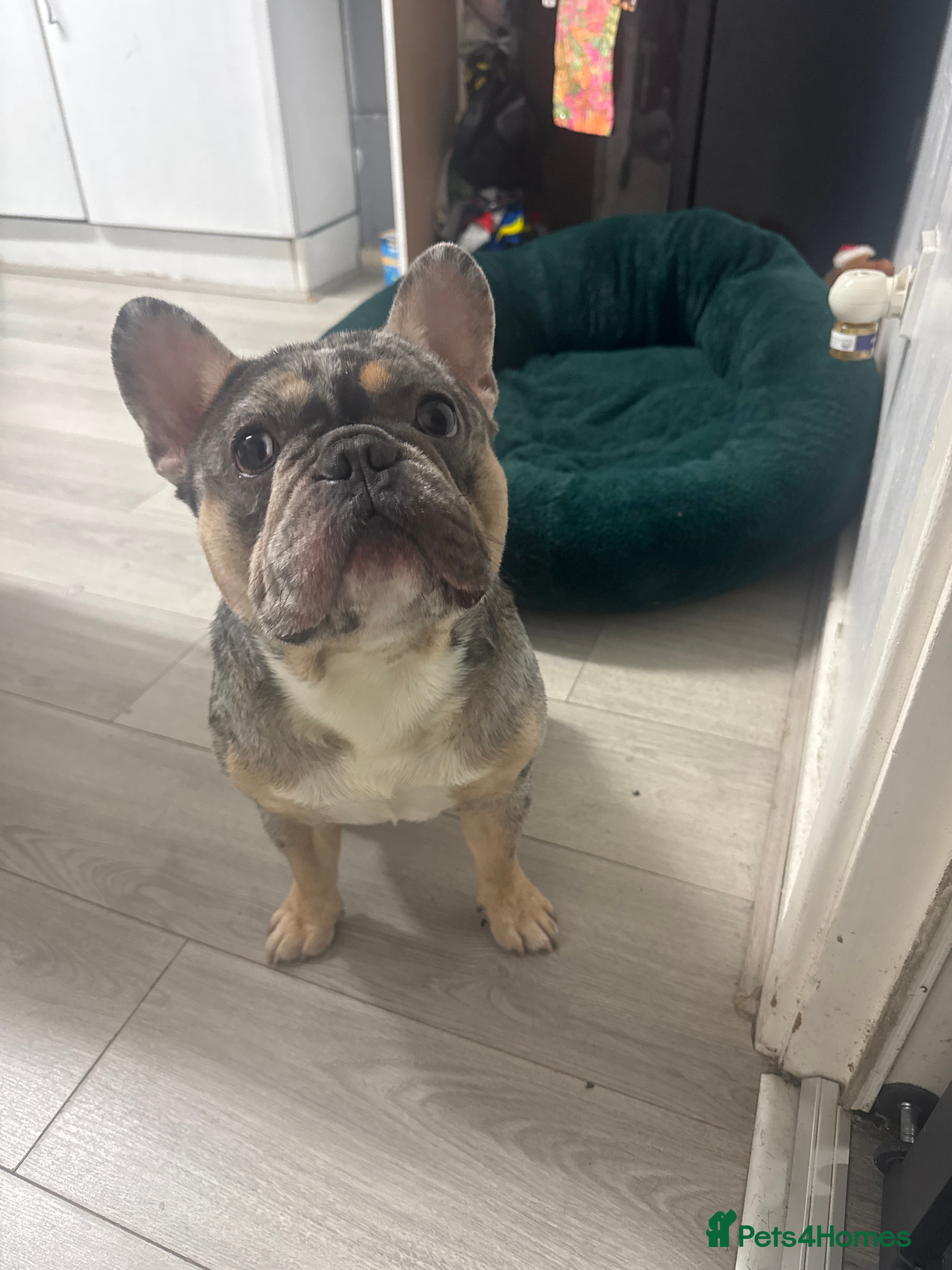 French Bulldog dogs French bulldog for sale £500 - Advert 3