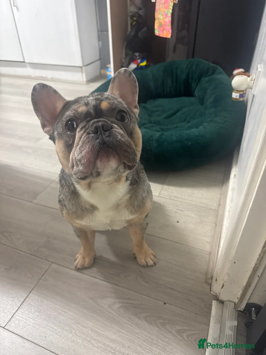French Bulldog dogs for sale: French bulldog for sale £500 - Advert 1