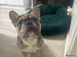 French Bulldog dogs French bulldog for sale £500 - Advert 3