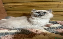 Ragdoll cats for sale: Tica Cherubim ragdoll kittens ready now  - Image 13