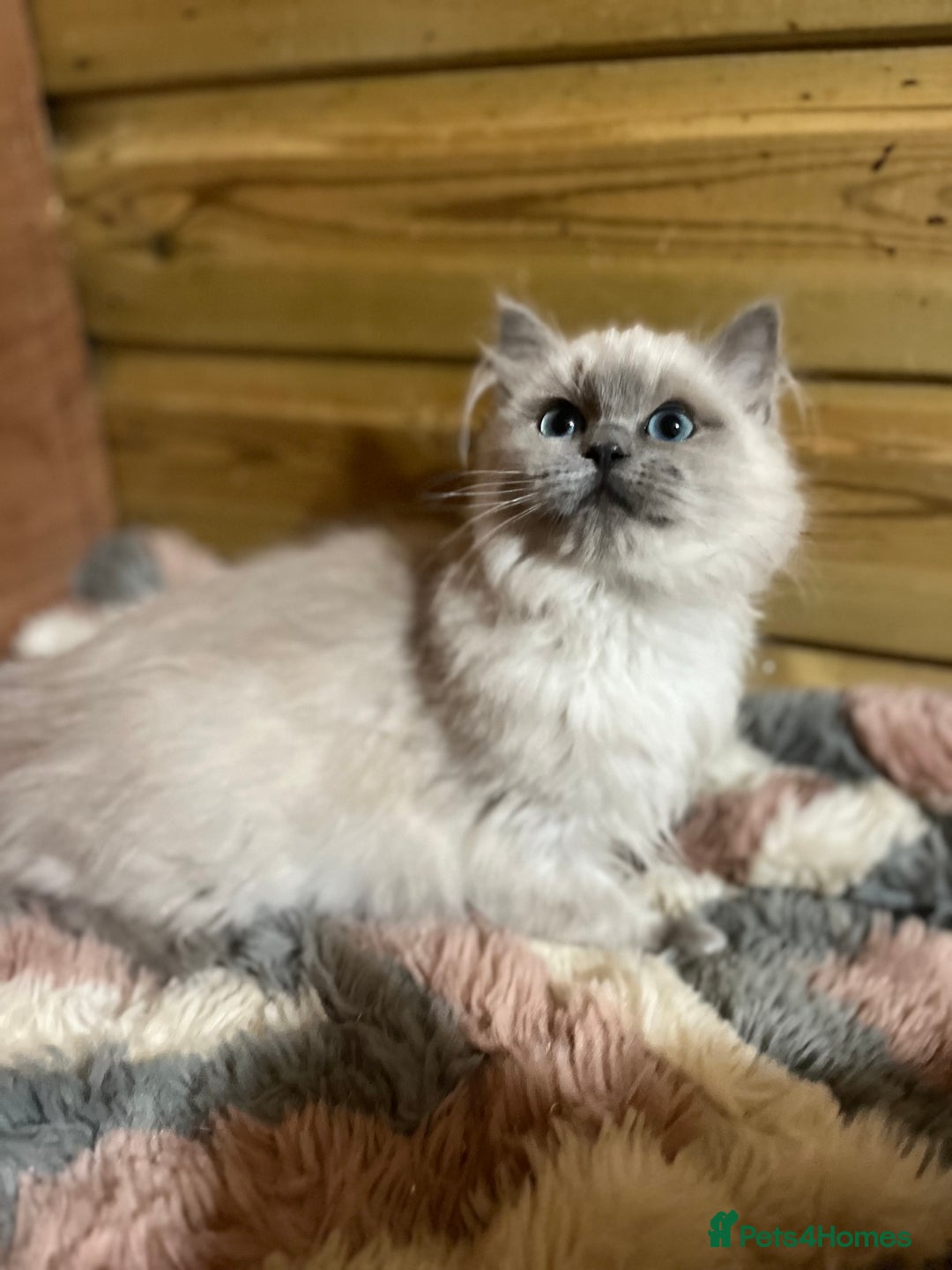 Ragdoll cats for sale: Tica Cherubim ragdoll kittens ready now  - Image 13