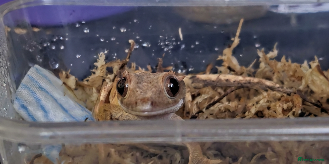 Gecko reptiles 4 Month old Crested Gecko with setup - Advert 1