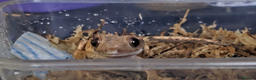 Gecko reptiles for sale: 4 Month old Crested Gecko with setup - Advert 1