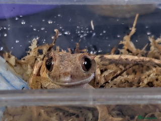 Gecko reptiles 4 Month old Crested Gecko with setup - Advert 19
