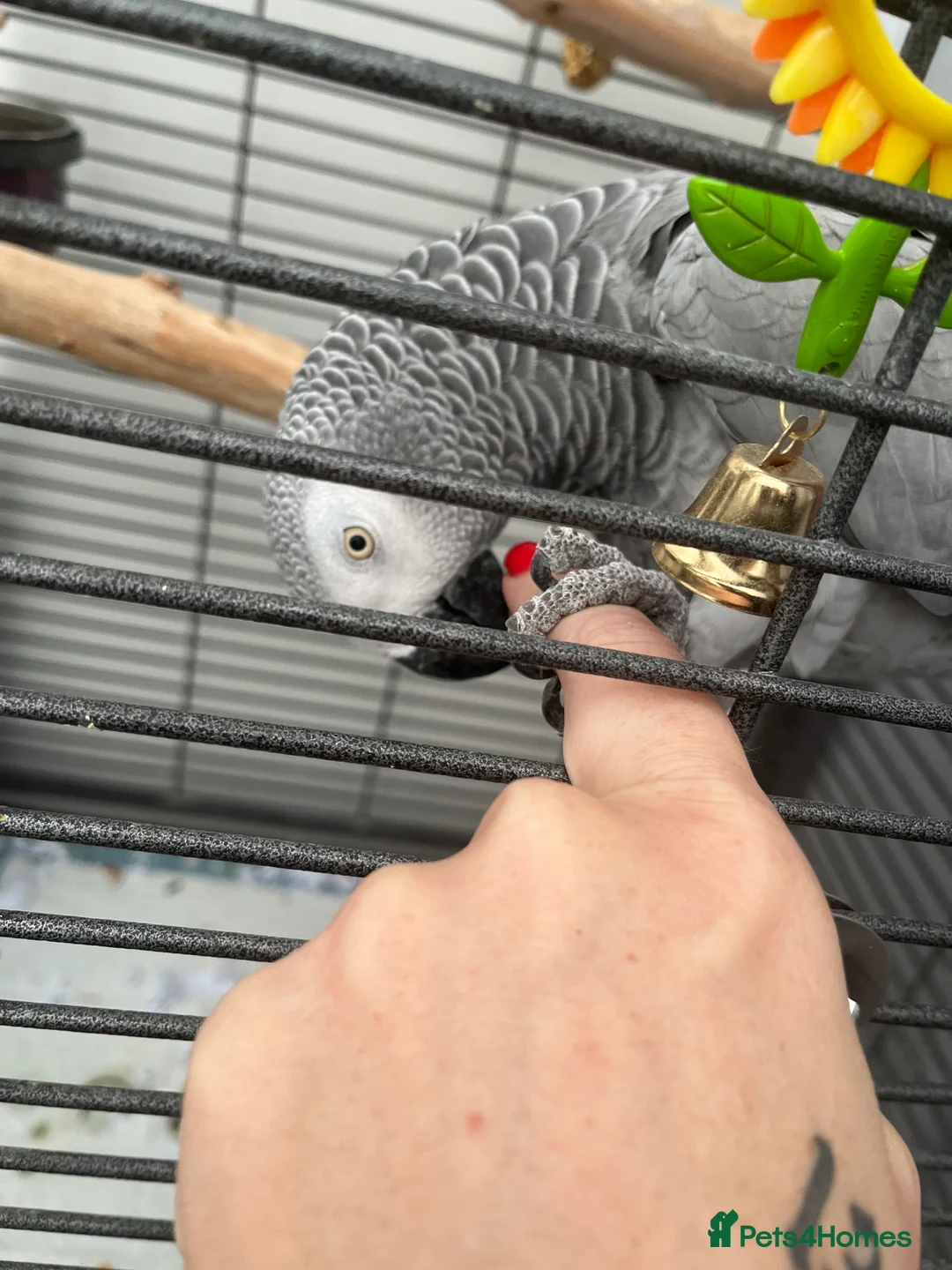 Parrots birds for sale: Extremely sad sale of our much loved Coco - Advert 10