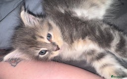 Maine Coon cats for sale: Mainecoons x ragdoll - Image 10