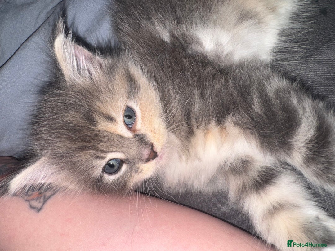 Maine Coon cats for sale: Mainecoons x ragdoll - Image 10