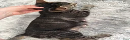 Mixed Breed cats for sale: Beautiful kittens of marble and striped colors - Advert 17