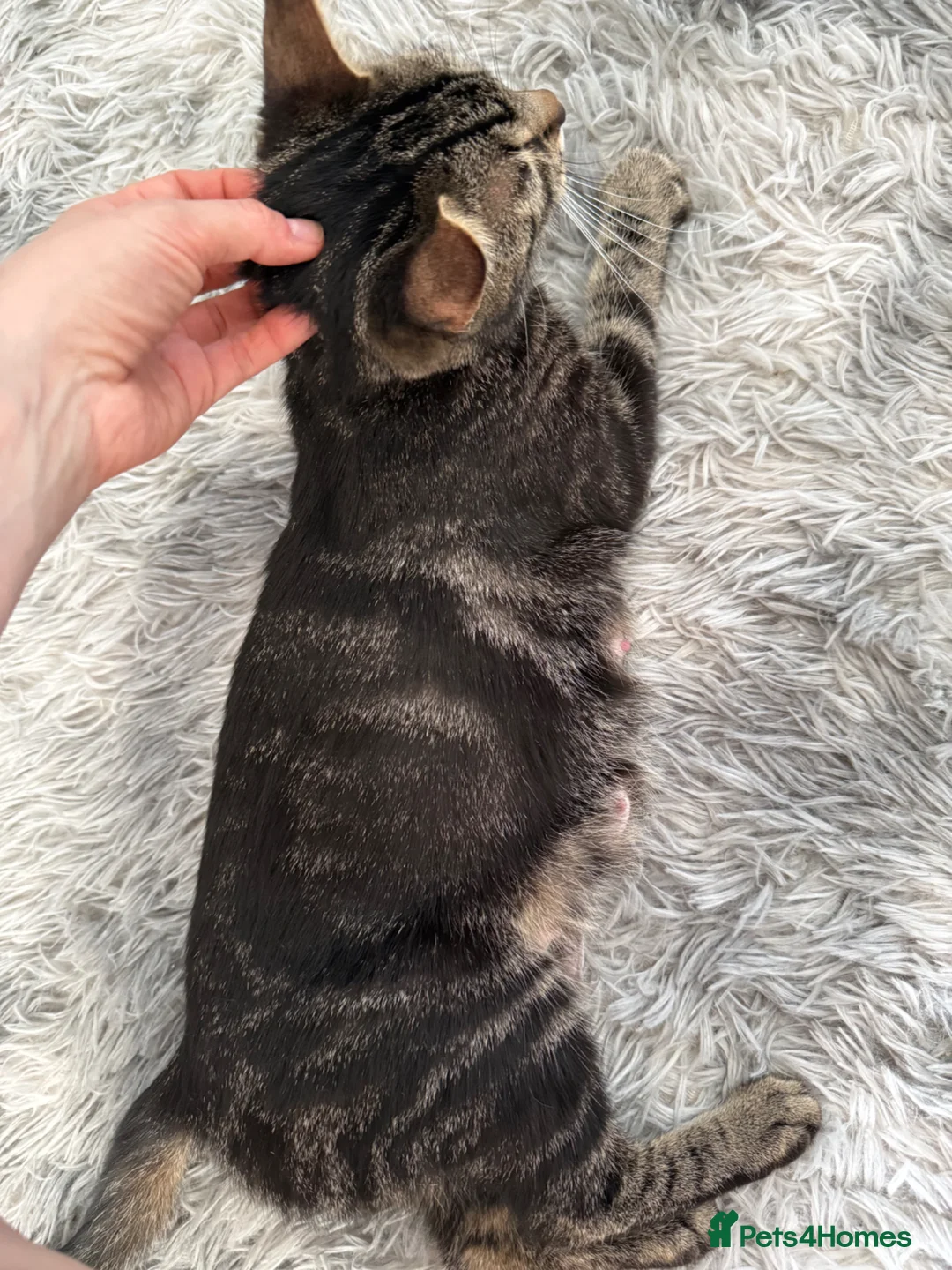 Mixed Breed cats for sale: Beautiful kittens of marble and striped colors - Advert 17