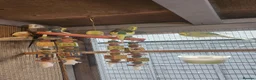 Mixed Breed birds for sale: Avairy close down - Advert 6