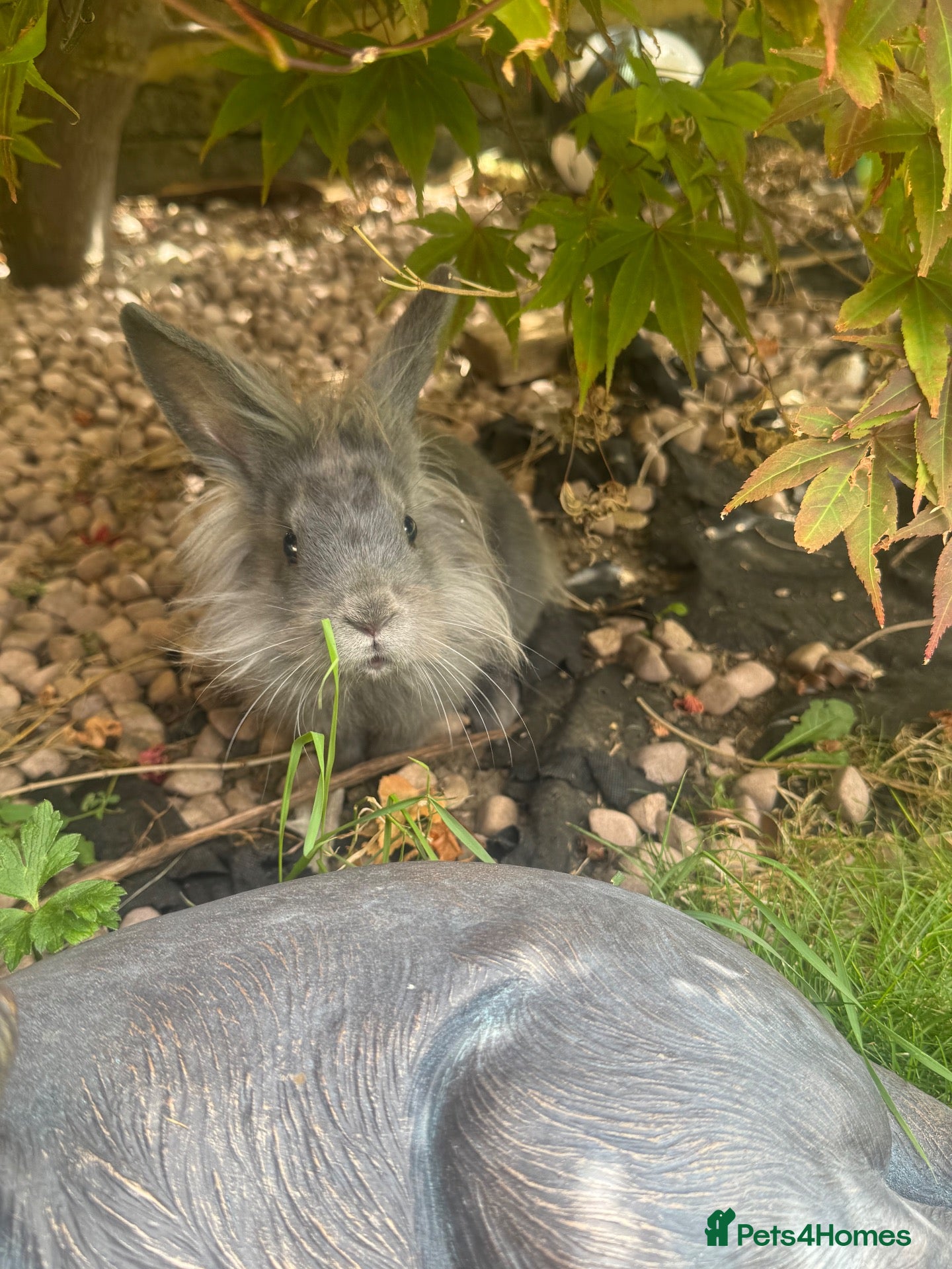 Lionhead rabbits Mini lion Lop Male For sale.  - Advert 1