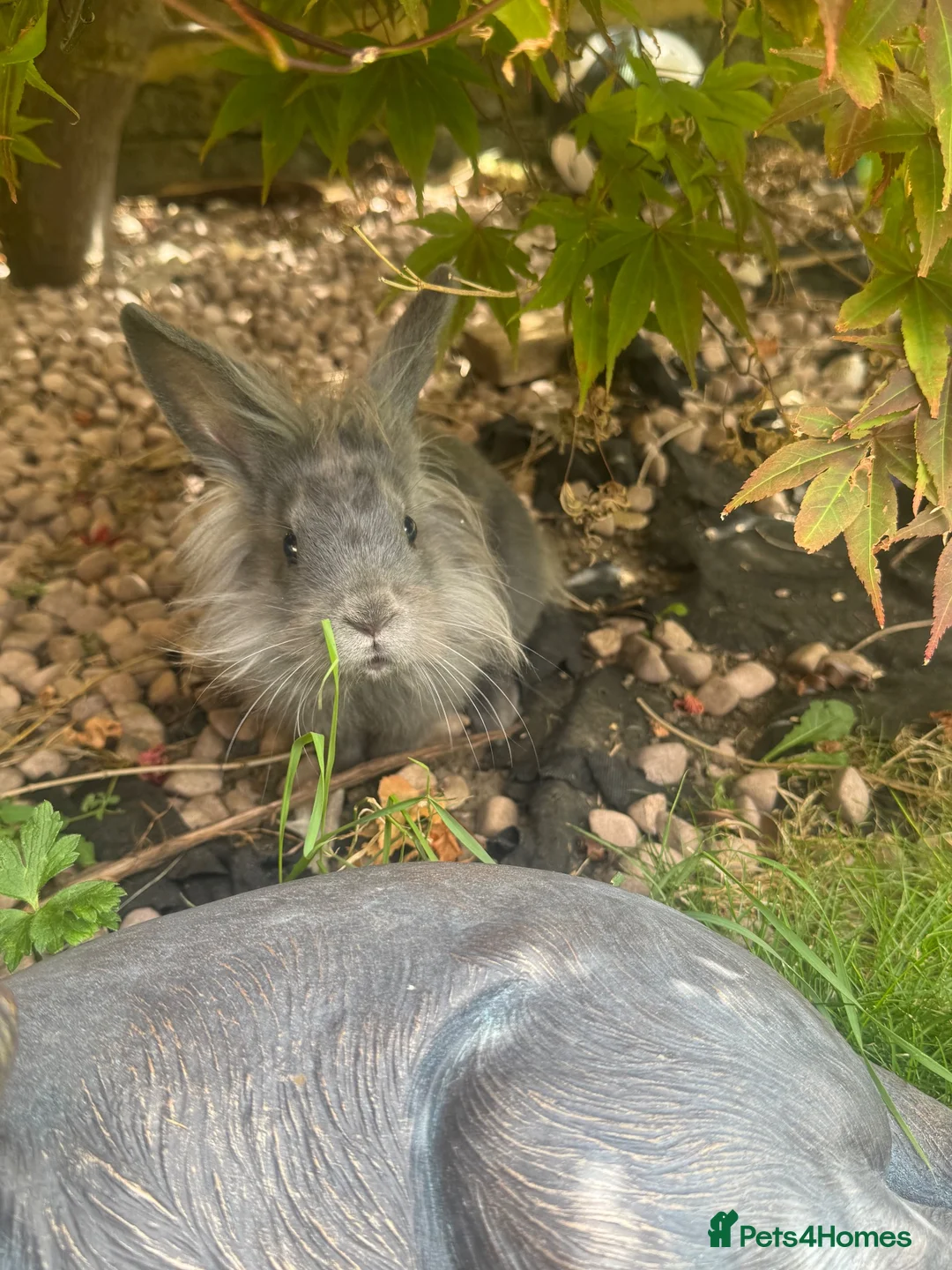 Lionhead rabbits for sale: Mini lion Lop Male For sale.  - Advert 1