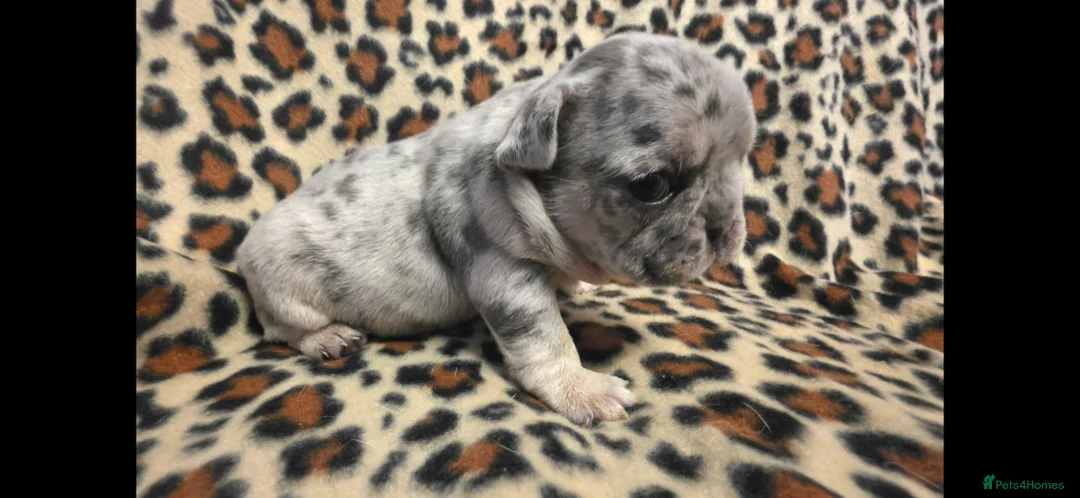 French Bulldog dogs for sale: Beautiful French bulldog dog merle puppies  - Advert 2