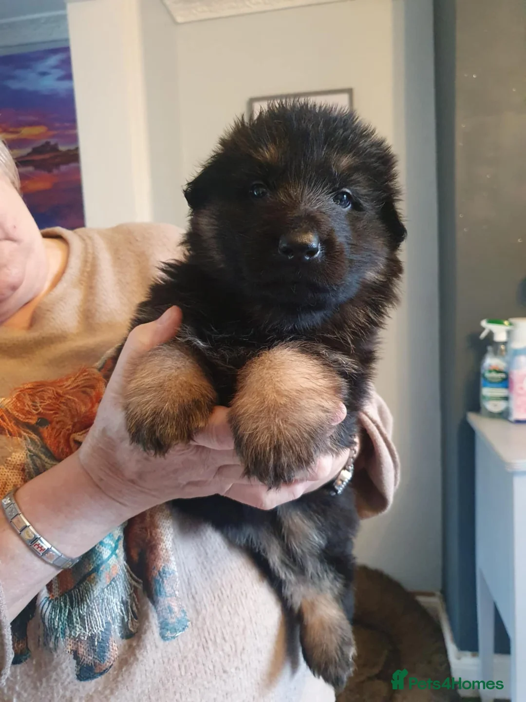 German Shepherd dogs for sale: Stunning long haired GSD puppies  - Advert 8