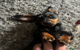 Miniature Dachshund dogs for sale: KC Reg, Health tested, miniature Dachsund Puppies - Image 24