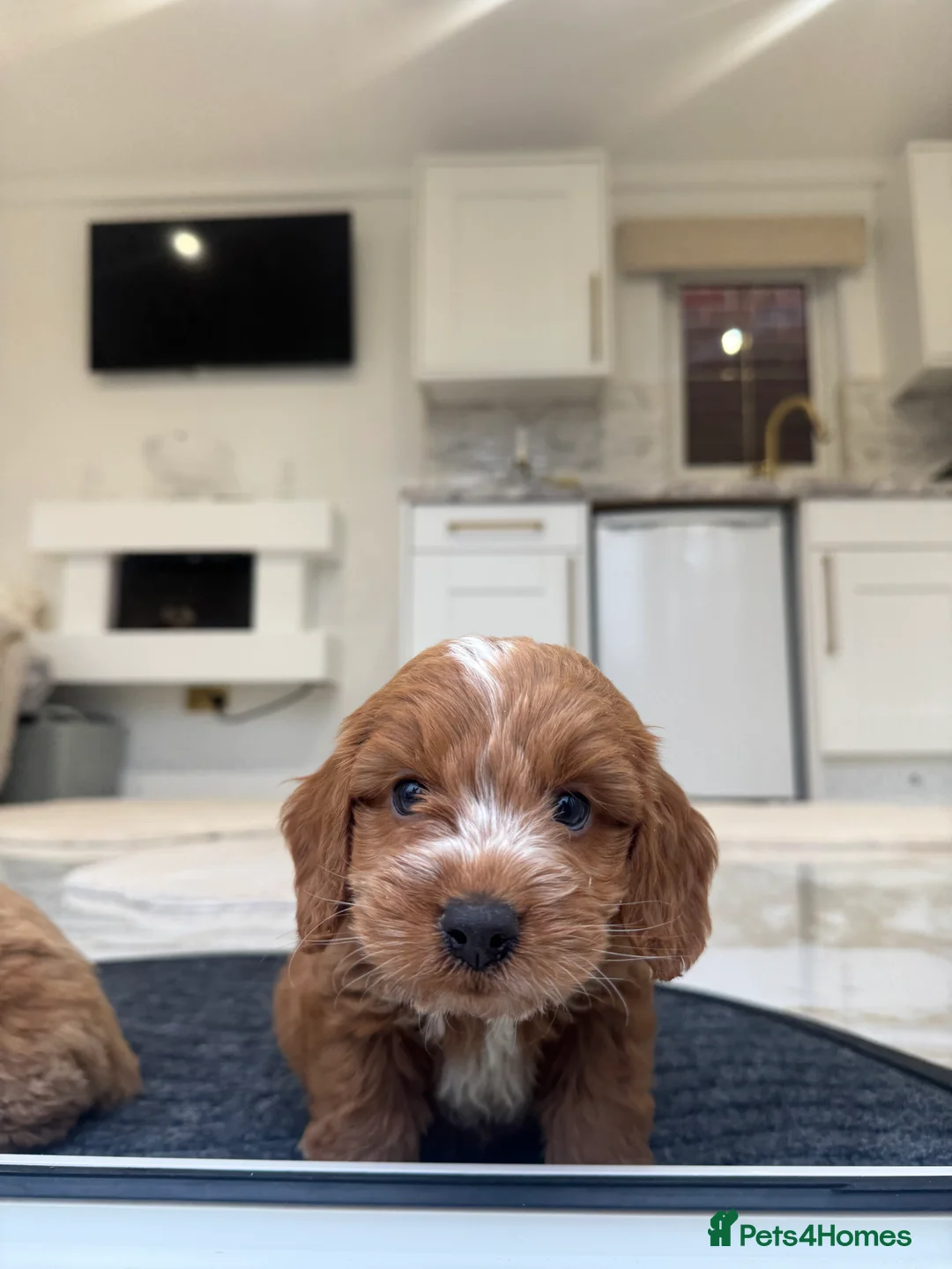 Cockapoo dogs for sale: F1 COCKAPOOS pra clear (council lincesed) - Advert 9
