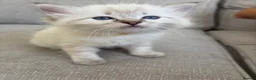 Mixed Breed cats for sale: Ragdoll Siberian Neva Masquerade Kittens - Advert 18