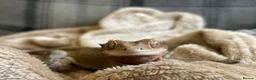 Gecko reptiles for sale: Female Crested Gecko with Full Set Up in Newport - Advert 6