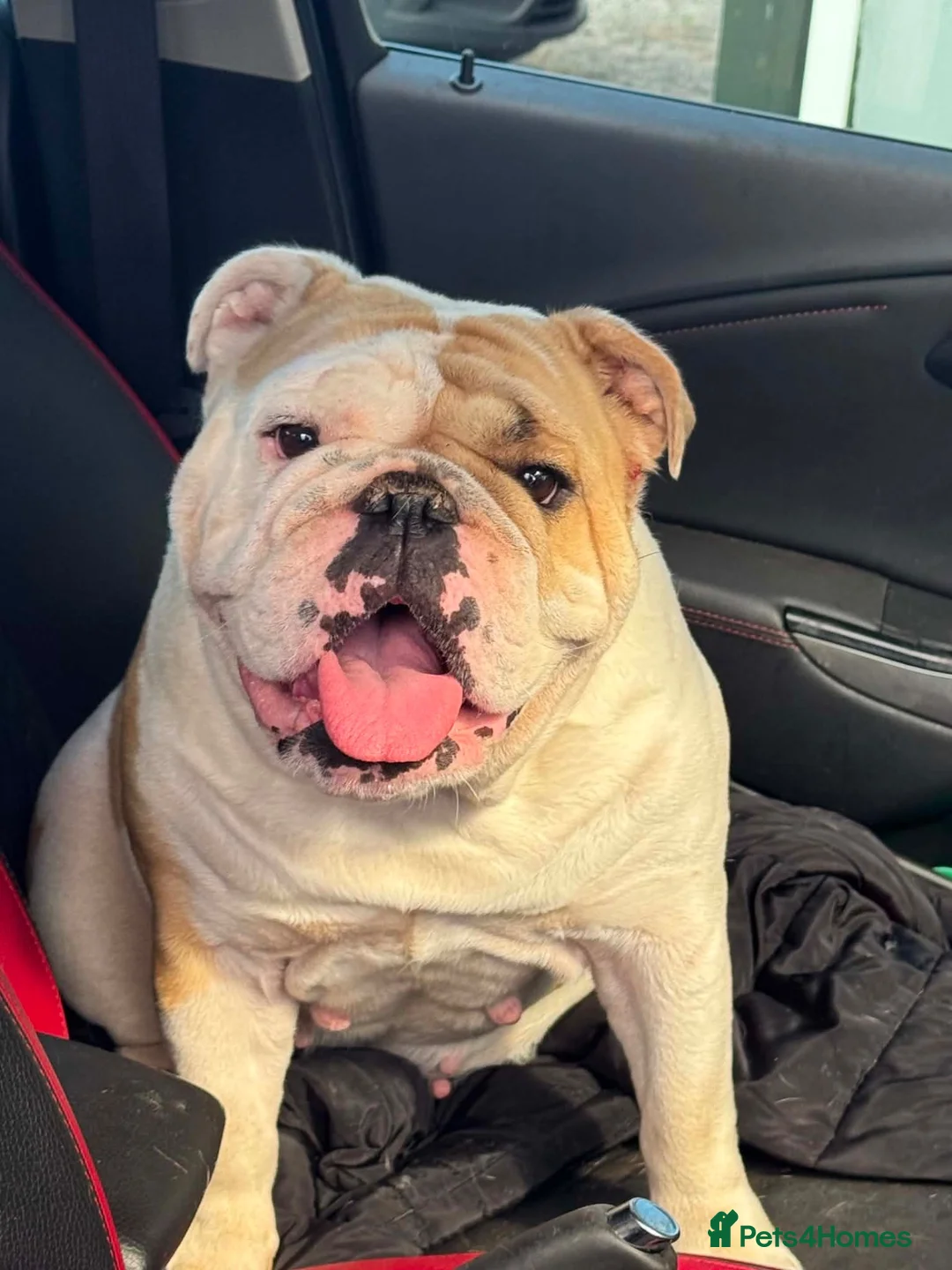 English Bulldog dogs for sale: Stunning KC standard (proper) bulldog puppies! - Advert 2