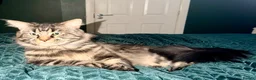 Maine Coon cats for sale: Maine Coon  in Craigavon - Advert 2