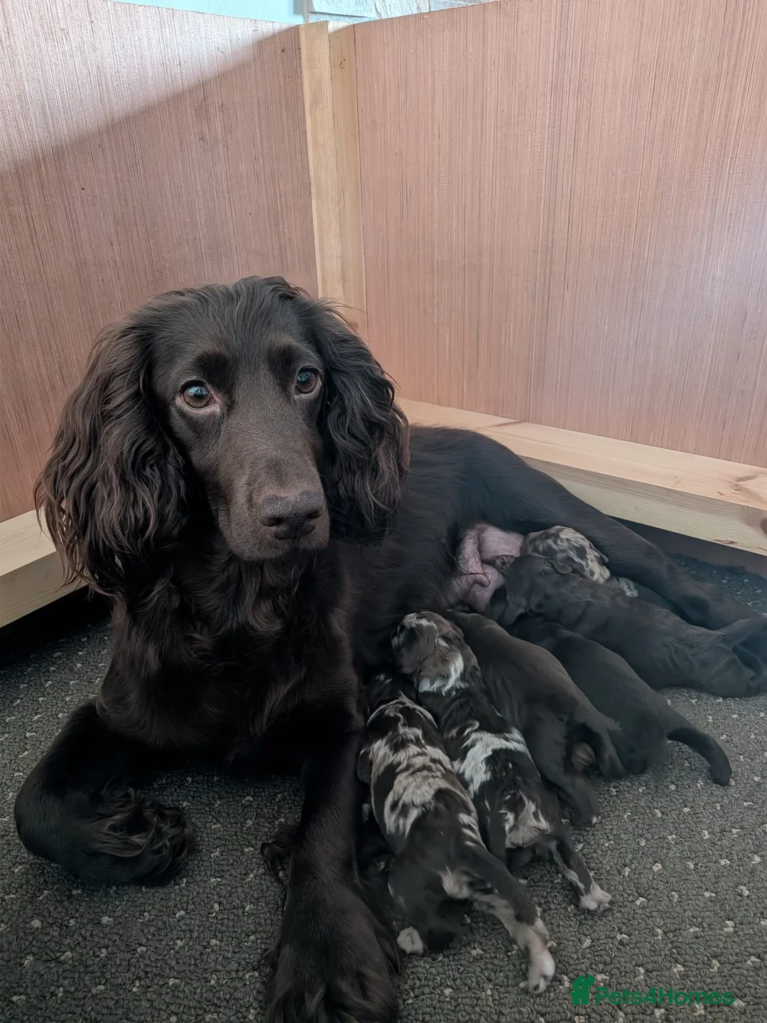 Cockapoo dogs for sale: Chocolate Merle Cockerpoos in Frizington - Advert 1