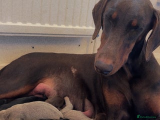 Dobermann dogs Champion bloodline - Advert 11