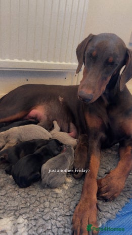 Dobermann dogs Champion bloodline - Advert 1