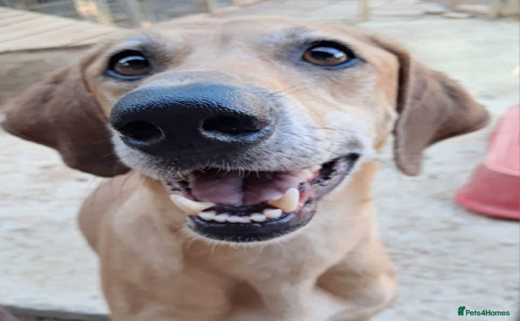 Mixed Breed dogs - Advert 1