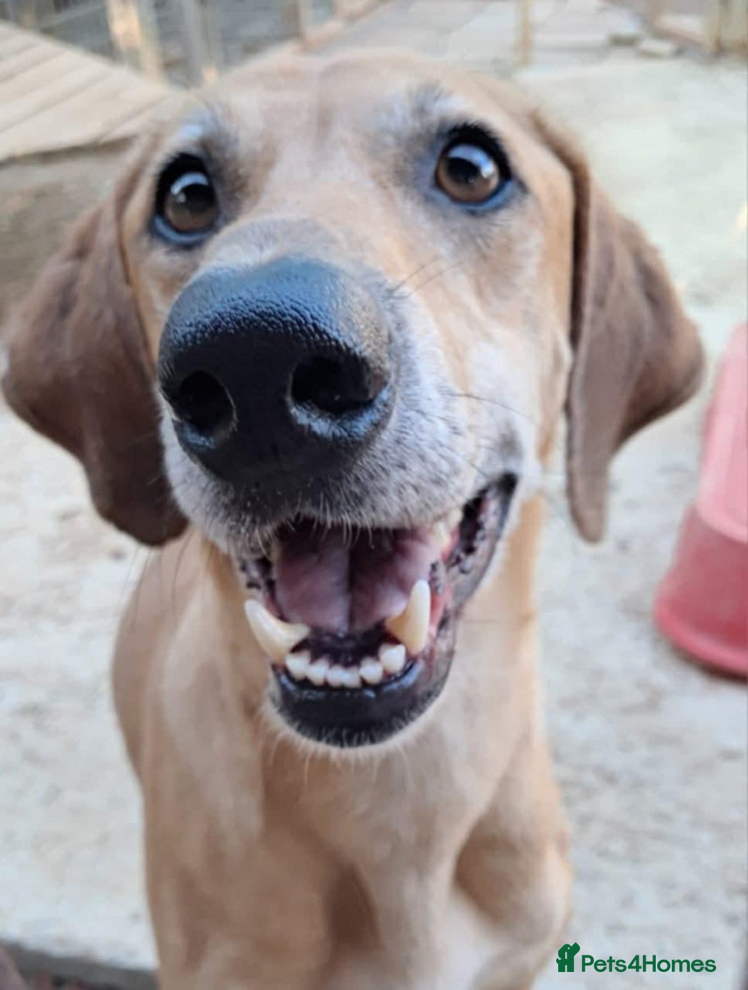 Mixed Breed dogs for adoption: Alfie - Image 1