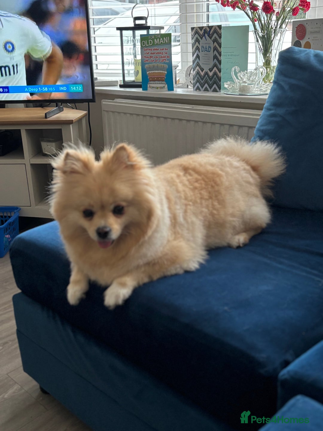 Pomeranian dogs for sale: Pomeranian - Advert 5