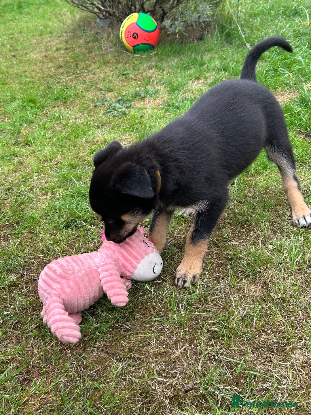 Mixed Breed dogs for sale: ONLY 2 GIRLS LEFT! | 10 Beautiful Rottsky Puppies. - Image 3