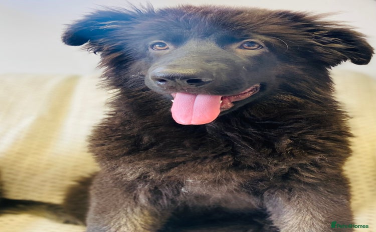 German Shepherd dogs - Advert 1