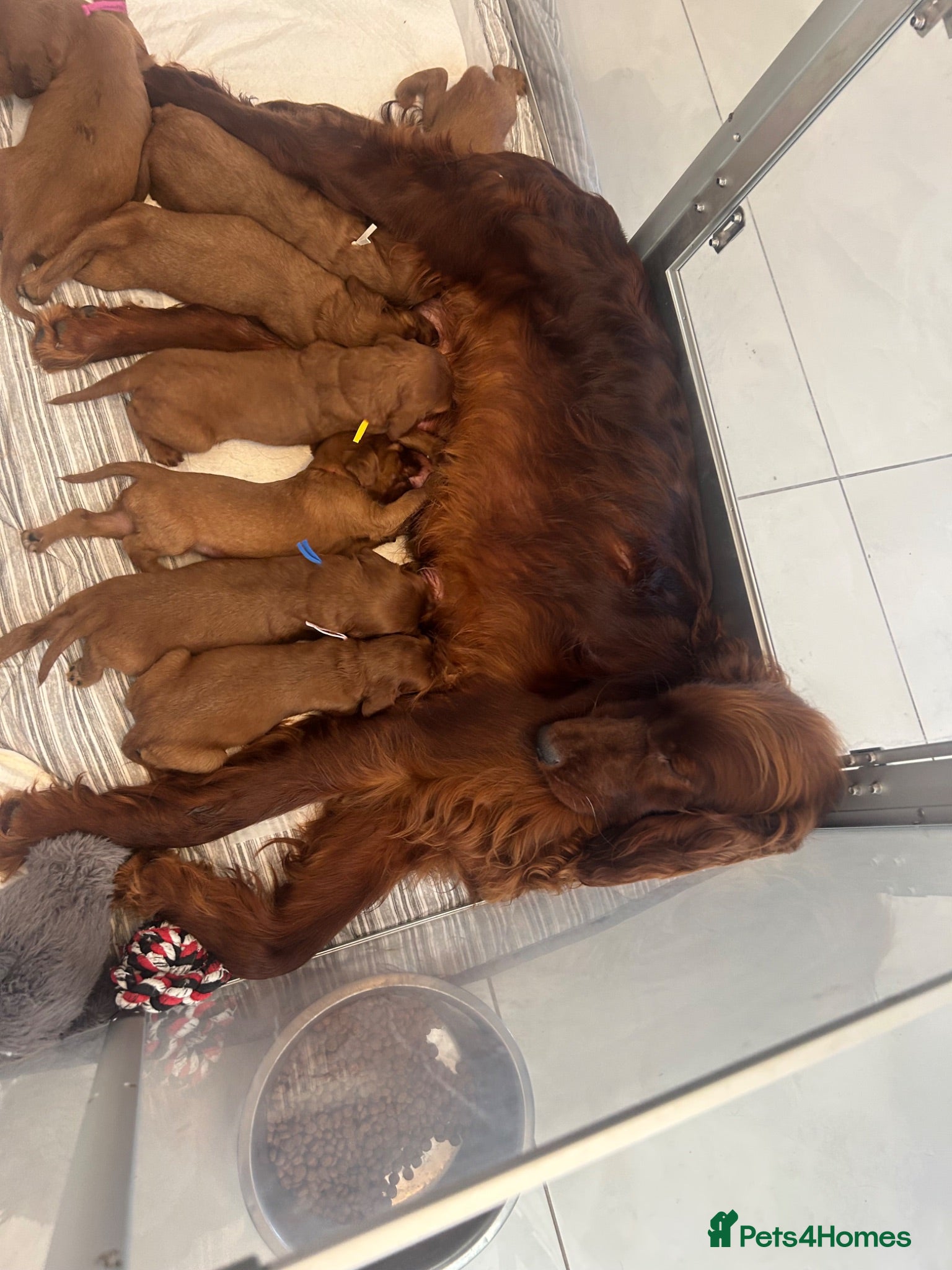Irish Setter dogs Exceptional KC registered health tested puppies  - Advert 4