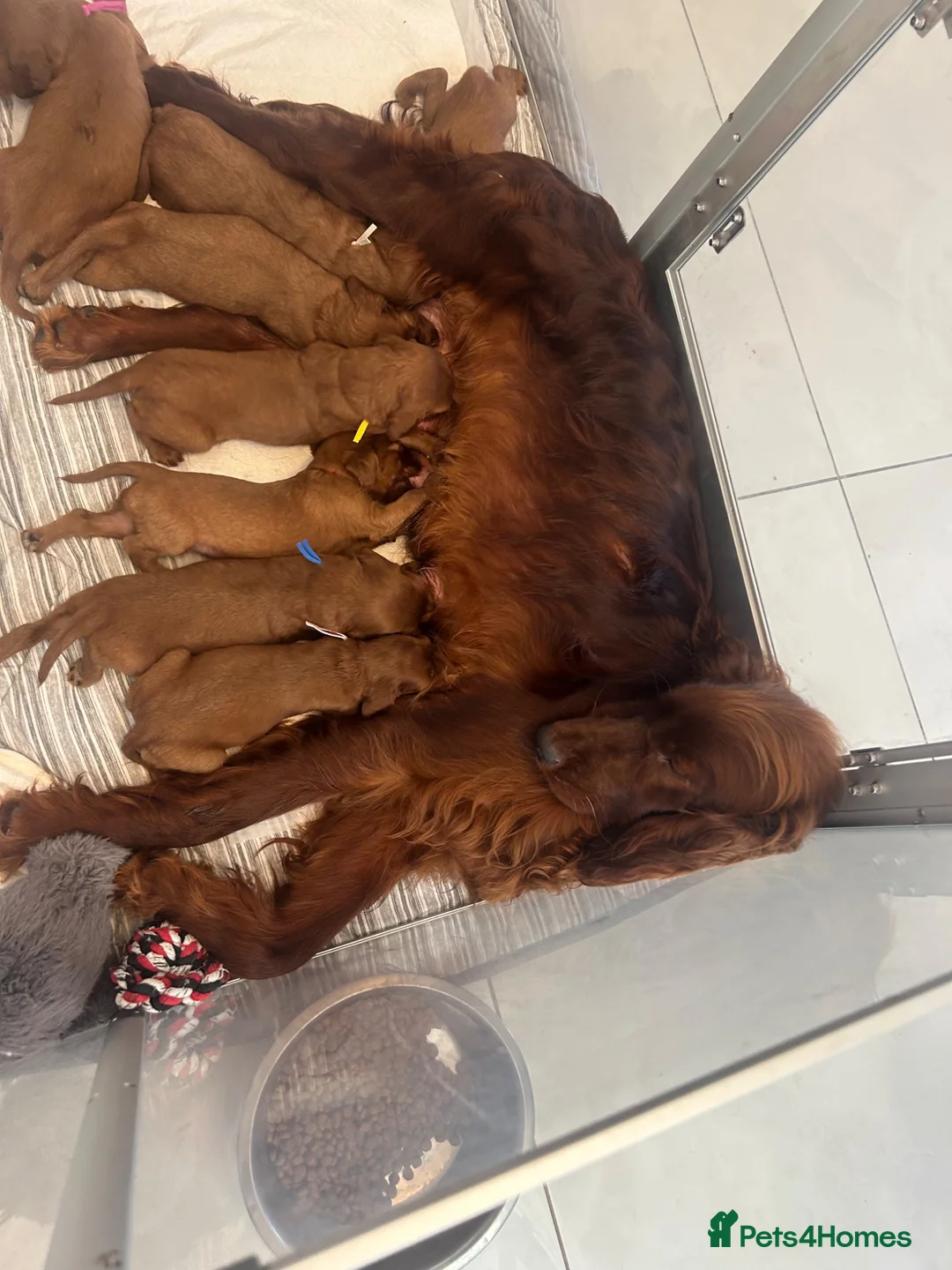 Irish Setter dogs for sale: Exceptional KC registered health tested puppies  - Advert 1