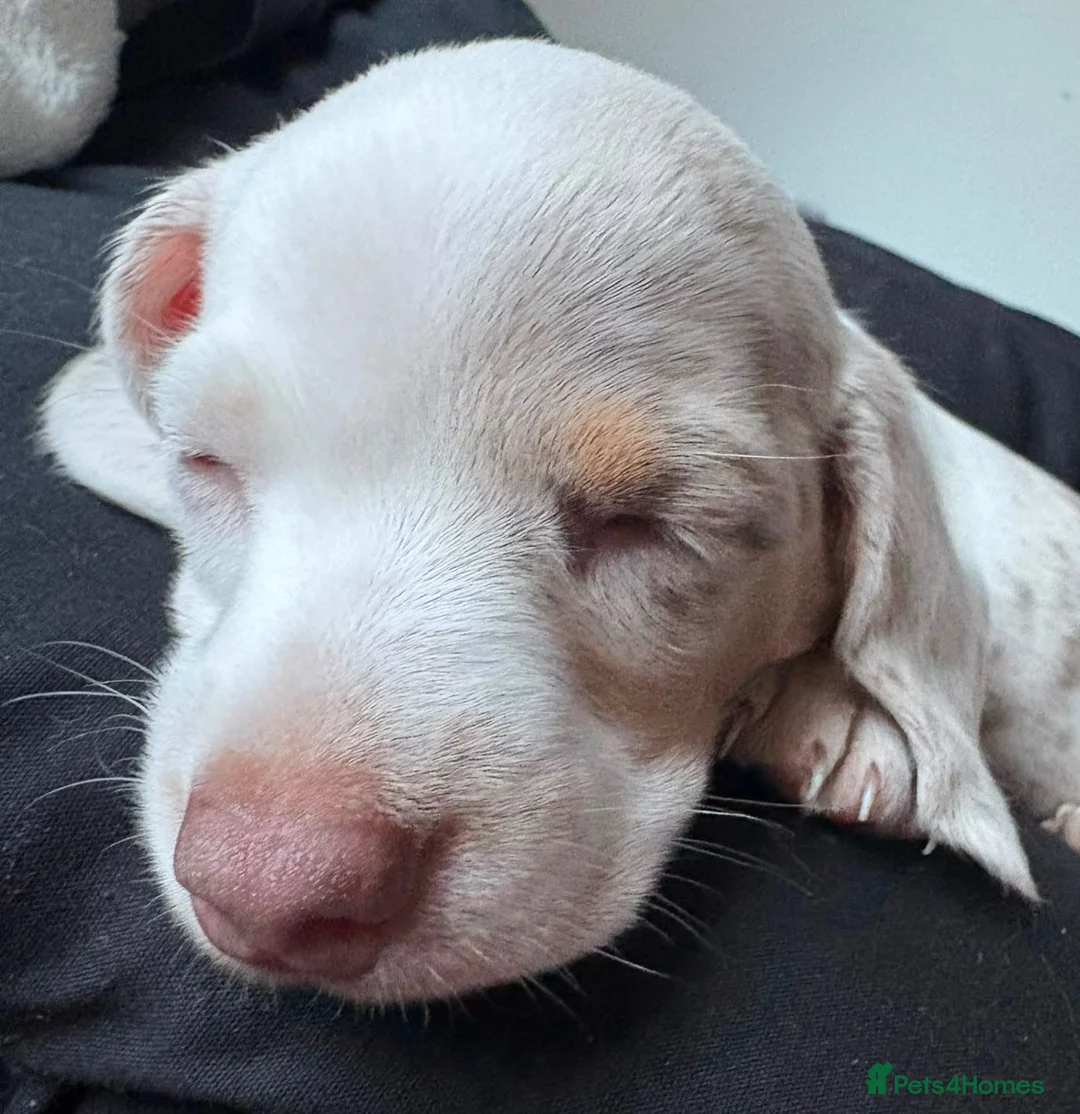 Miniature Dachshund dogs for sale: Stunning rare colours miniature dachshunds  - Advert 2