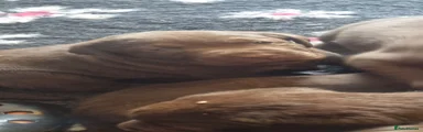 Labrador Retriever 4