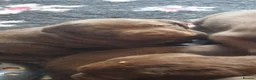 Labrador Retriever dogs for sale: Lillie's chocolate baby girls 🤎🐾 in Alfreton - Advert 13