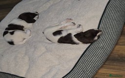 English Springer Spaniel dogs for sale: Stunning Pedigree Registered Pups - Image 39