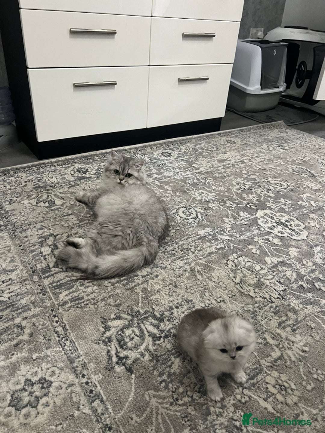 Scottish Fold cats for sale: Lovely Long Hair Scotich Fold Boy - Advert 7