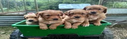 Golden Retriever dogs for sale: Beautiful dark golden retriever puppies - Advert 9