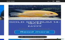 Cichlids fish for sale: 420l tank set up, loads of tropical fish - Image 3