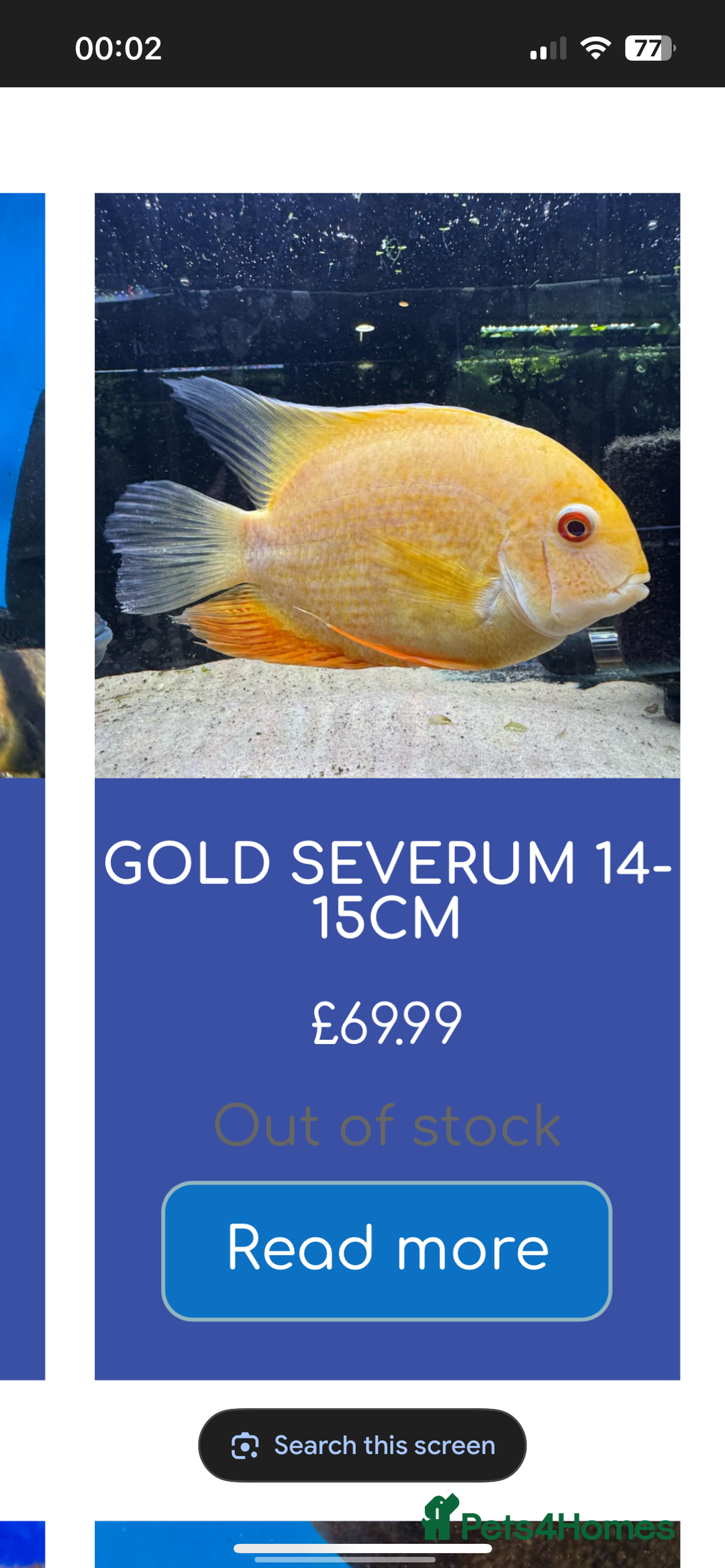 Cichlids fish for sale: 420l tank set up, loads of tropical fish - Image 3