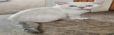 GCCF Non-Active Black Tipped Female 