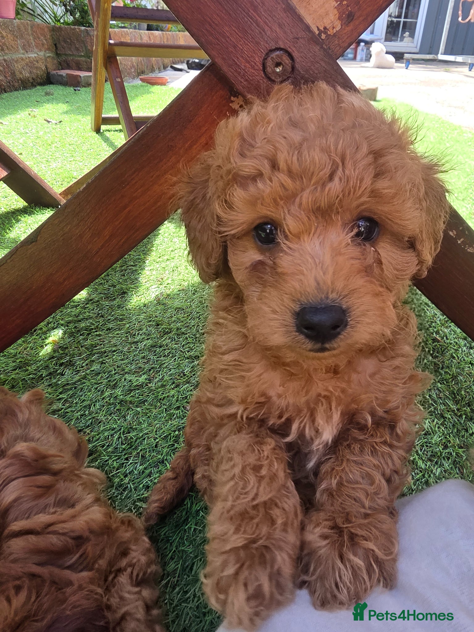 Poodle dogs for sale: Toy poodle - Advert 1